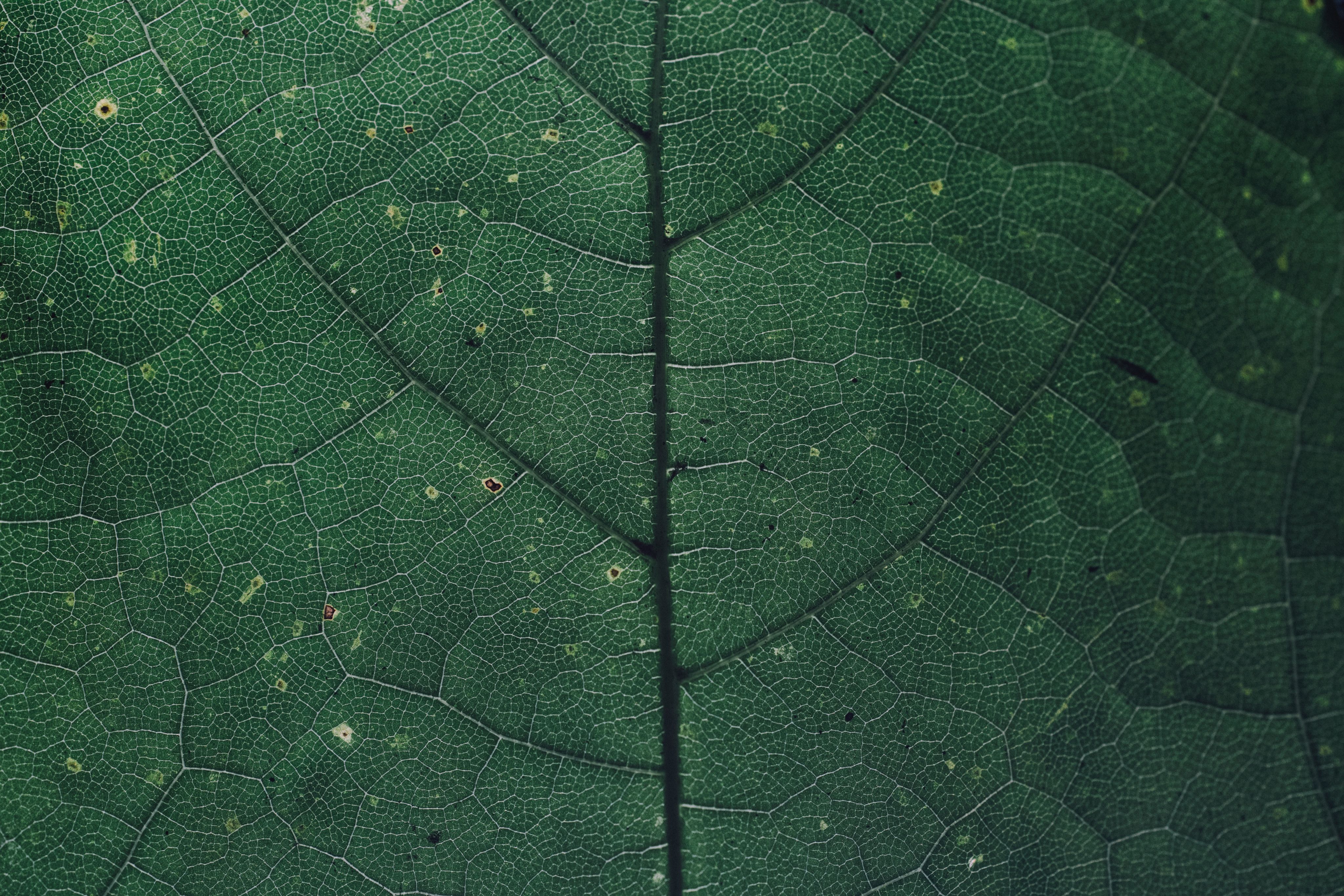 leaf